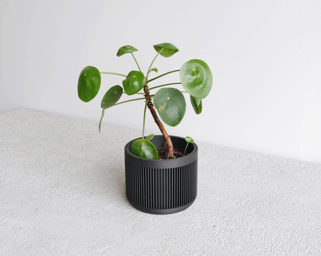 indoor plants in japan Japan Indoor Planter – Minimalist Wooden Design for Succulents & Cacti – Nula haus
